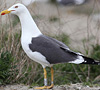 adult graellsii in May, ringed in the Netherlands. (74841 bytes)